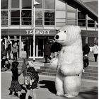 der Eisbär von Warnemünde