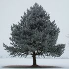 Der Eisbaum