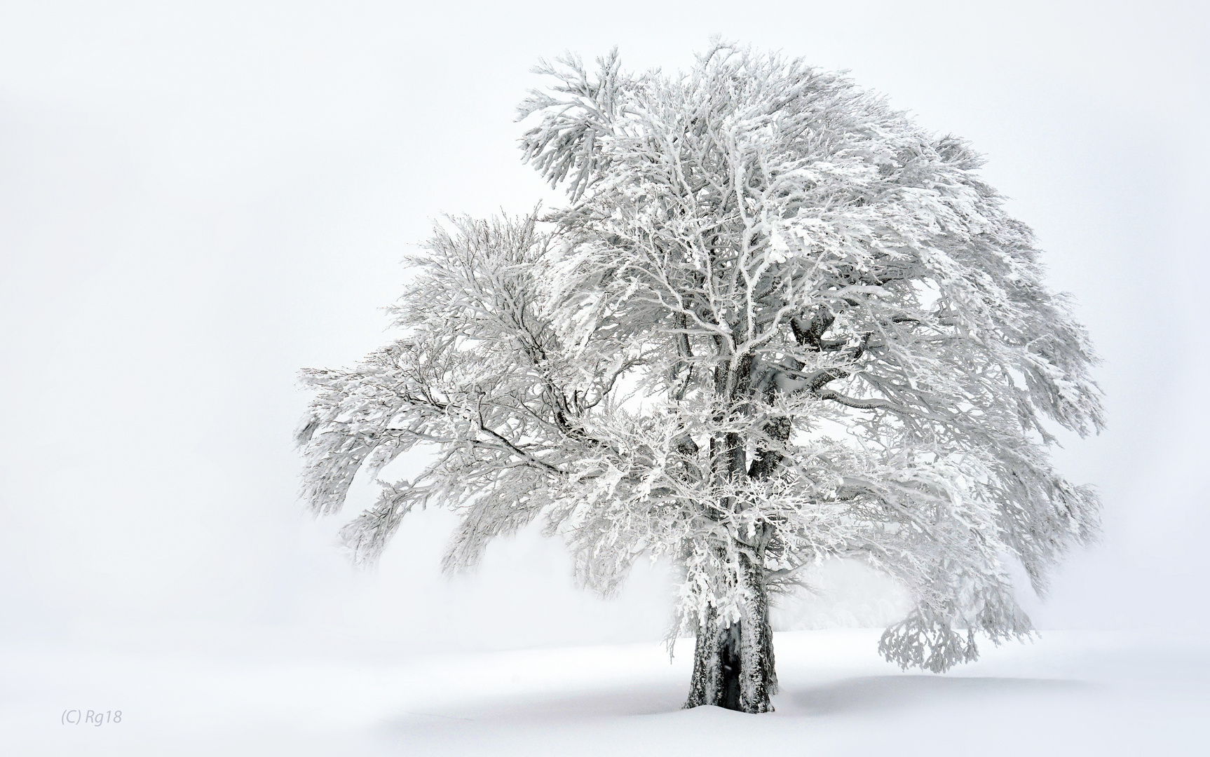 der eisbaum