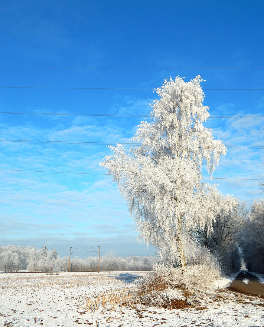 " Der Eisbaum "