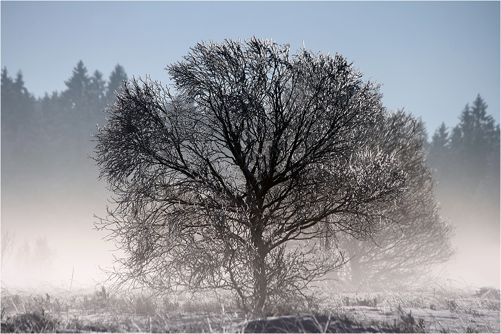 ~ Der Eisbaum ~