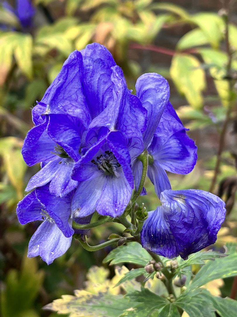 Der EISENHUT blüht noch im Garten....