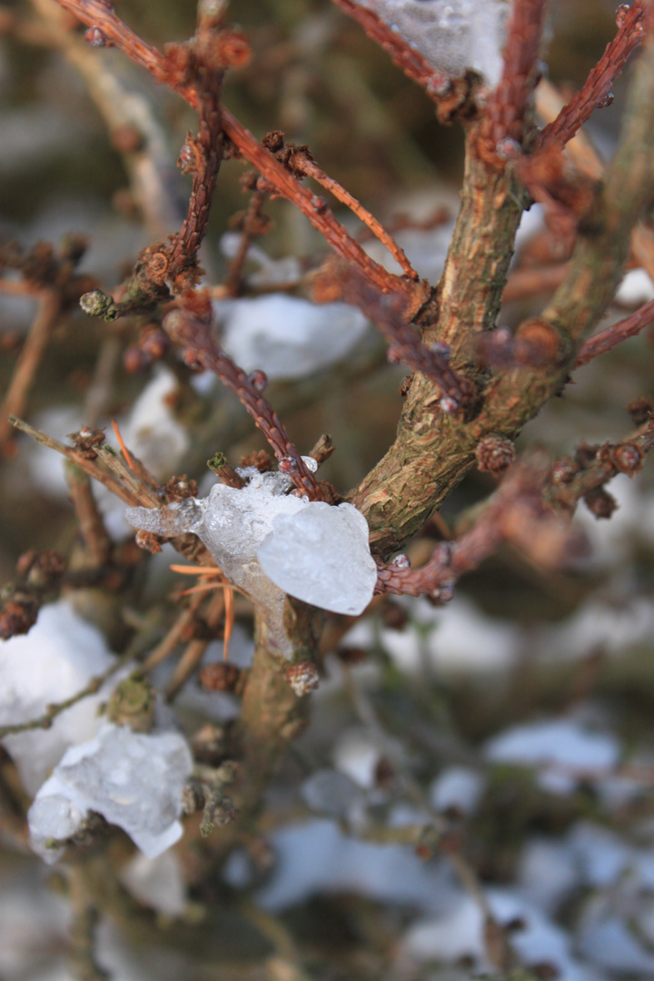 Der Eisfrosch