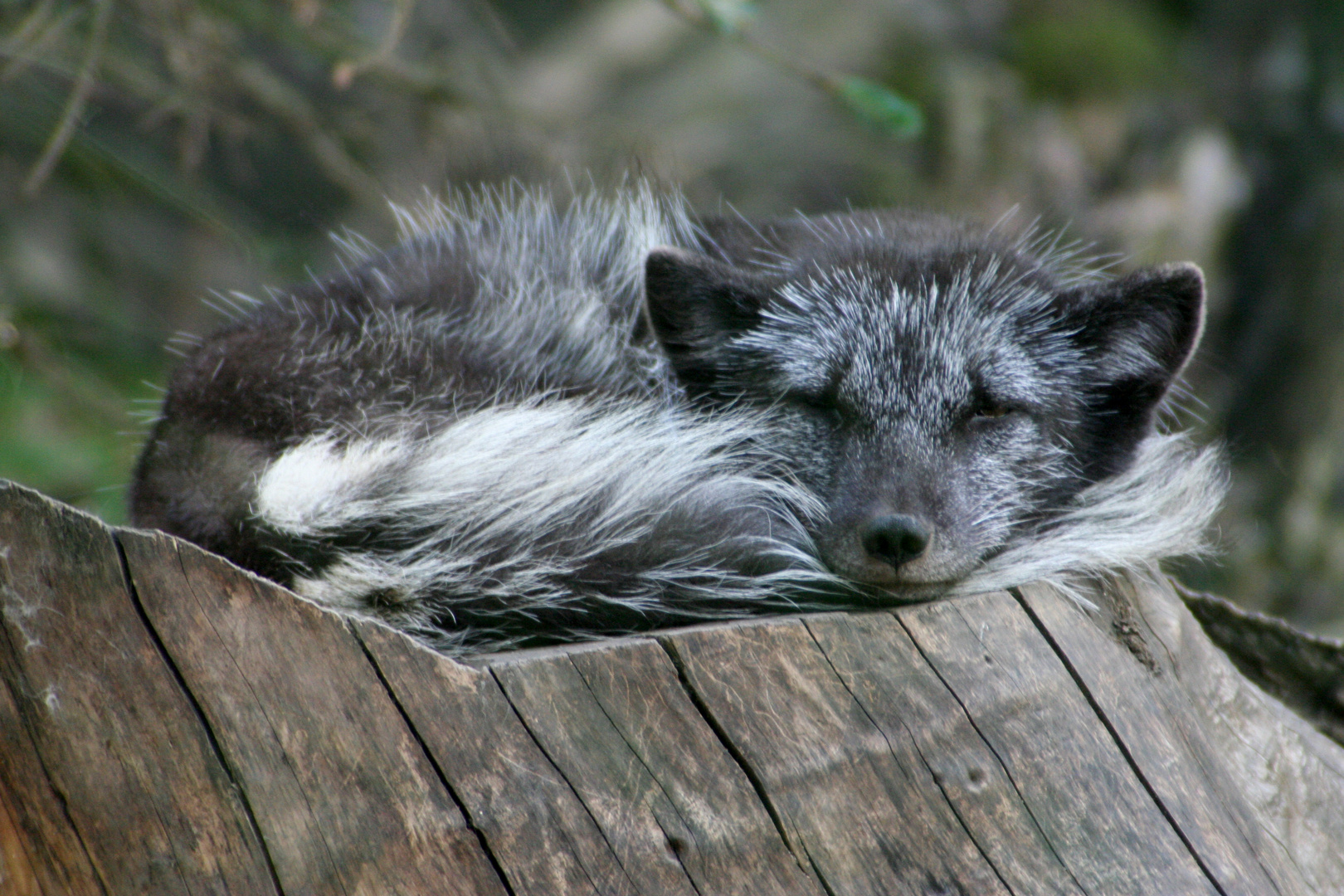 Der Eisfuchs im Sommerfell