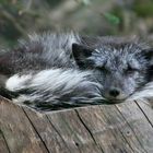 Der Eisfuchs im Sommerfell