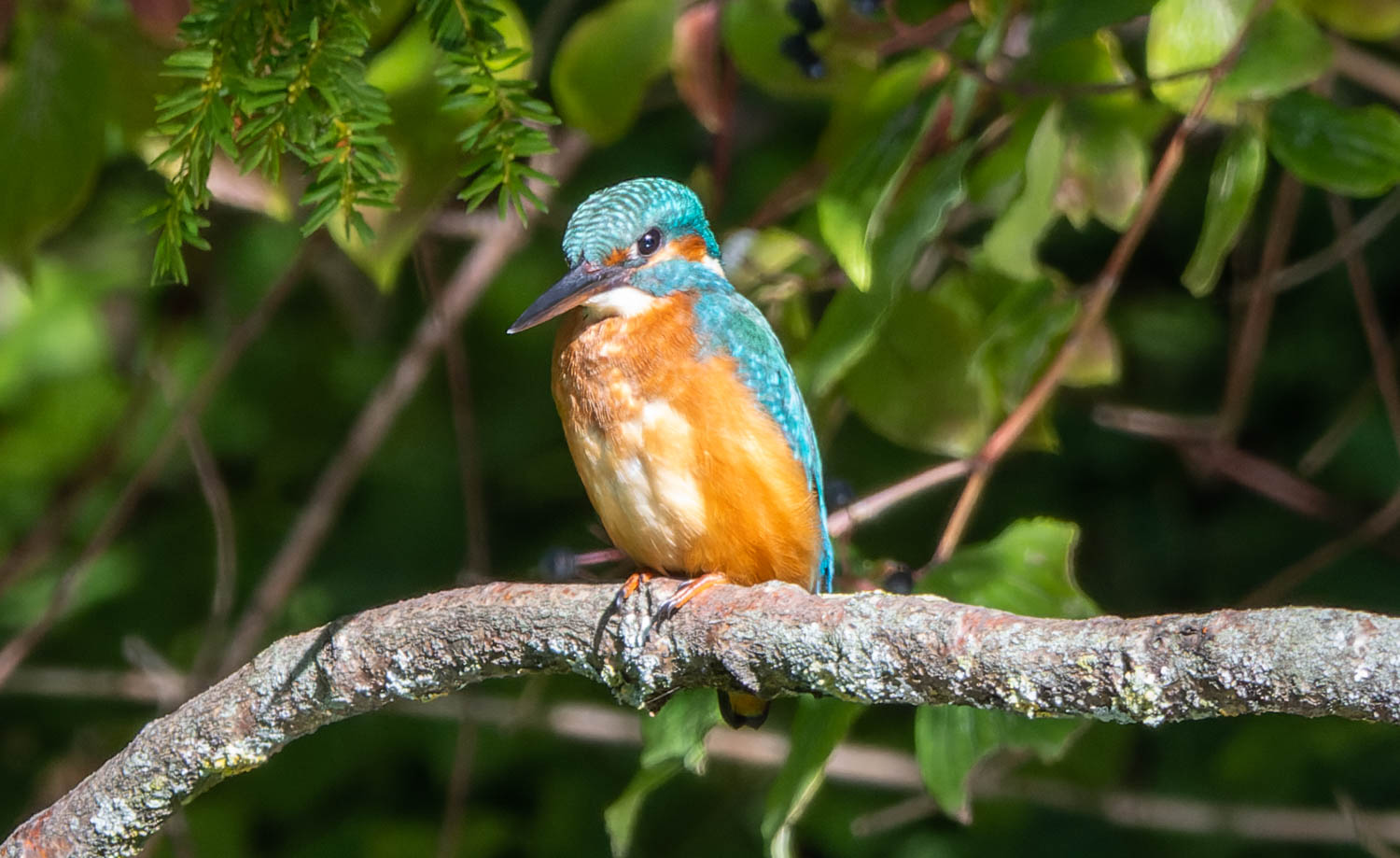 Der Eisi... Foto & Bild natur, tiere, wildlife Bilder auf