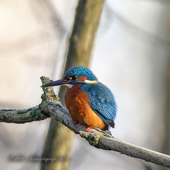 Der Eisi heute im Sonnenschein