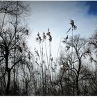 Der eisige Wind weht über die Aue