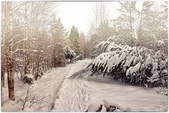 Der Eiskalte Weg durch das Moor