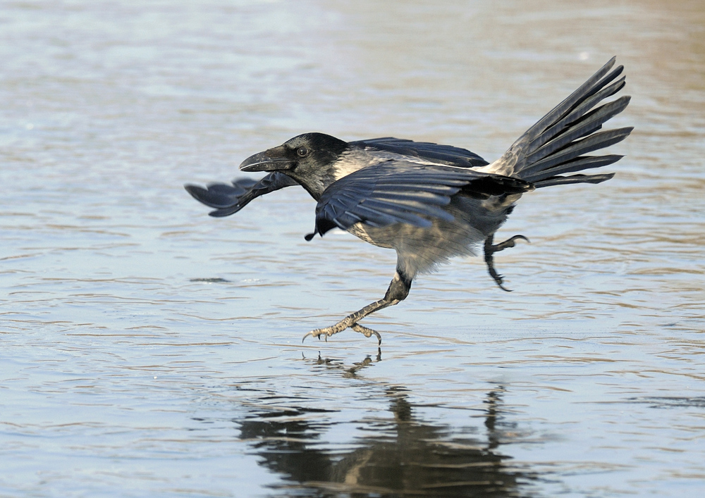 Der Eisläufer