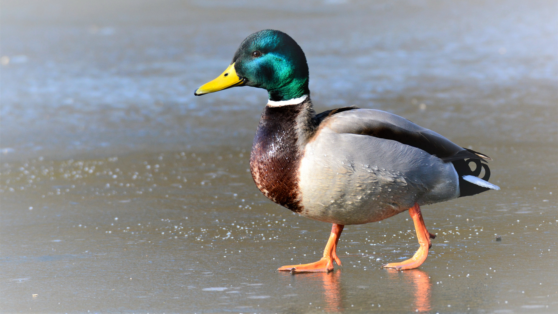 Der Eisläufer