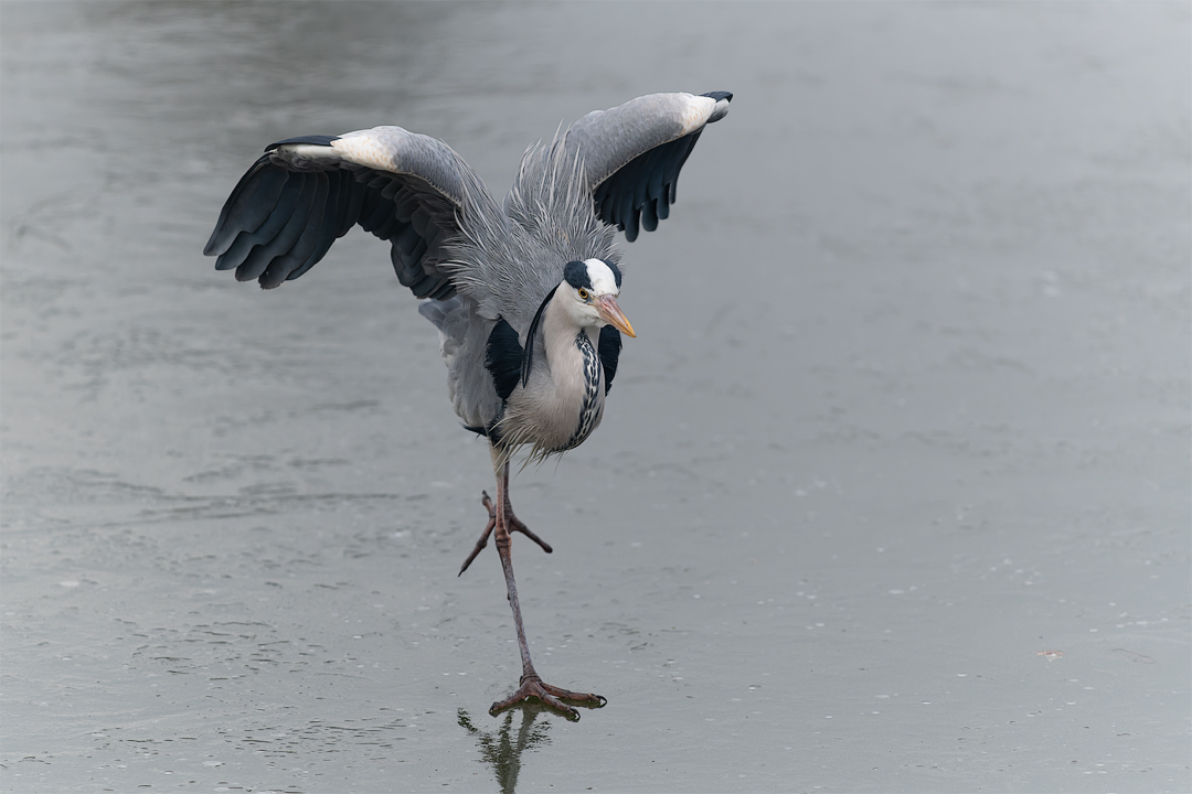 Der Eisläufer