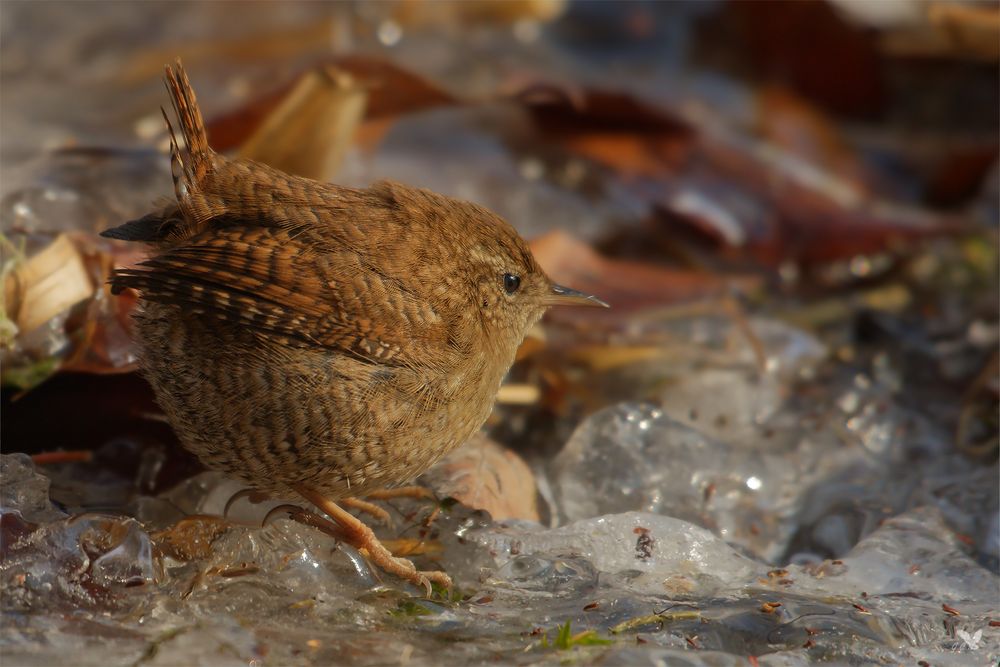 Der Eisläufer ... oder doch Zaunkönig... ? :))) (Troglodytes troglodytes)