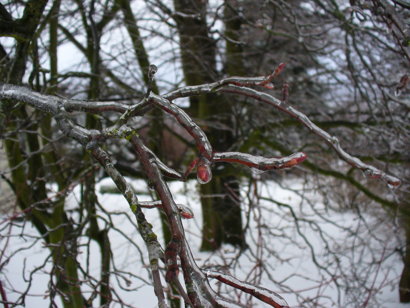 Der Eismantel hält warm