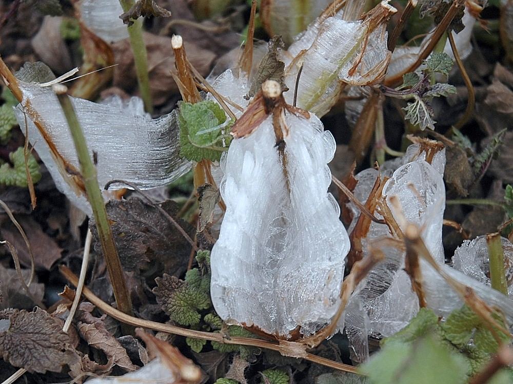 Der Eisschleier der Zitronenmellisse 2