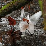 Der Eisschmetterling