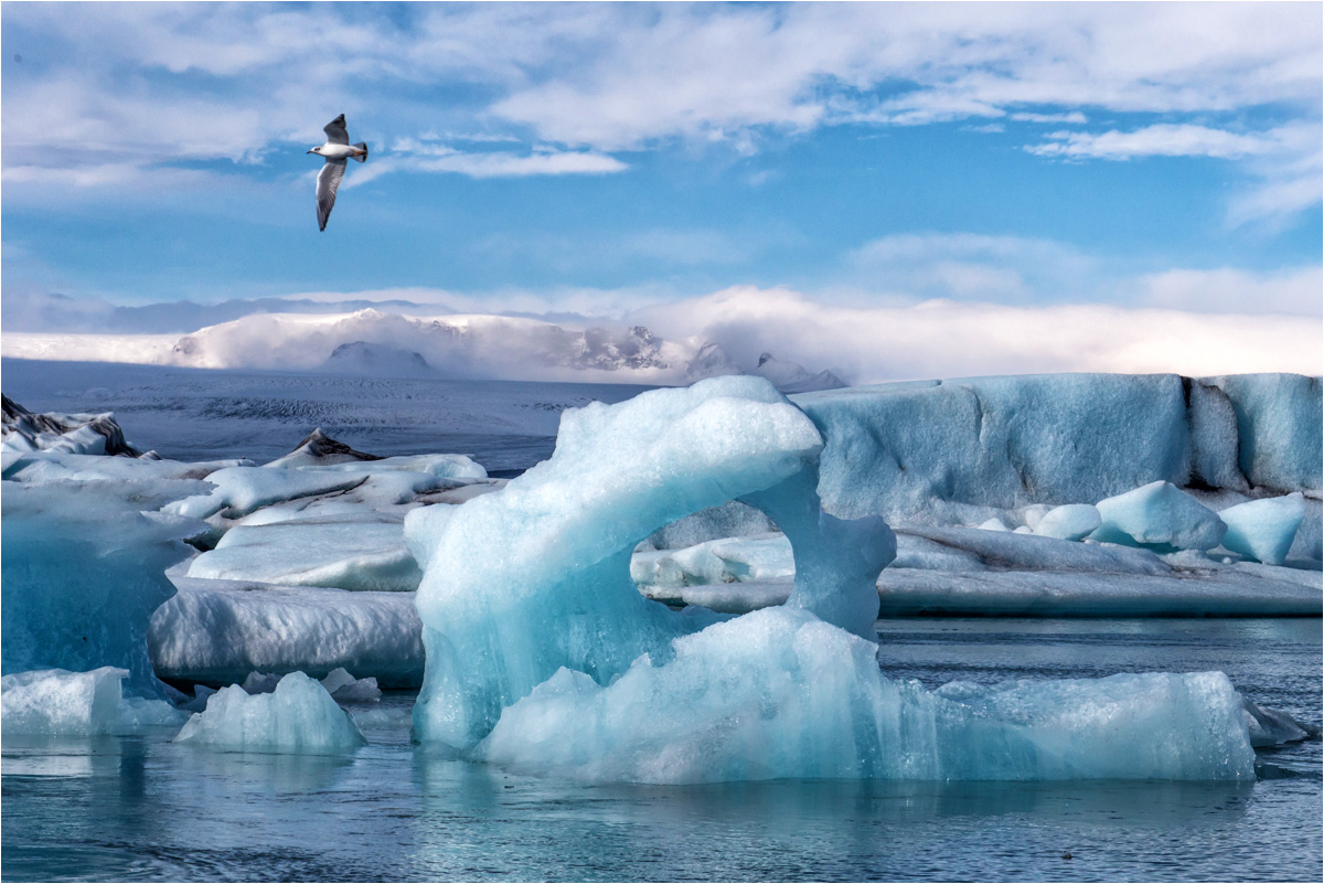 Der Eissturmvogel...