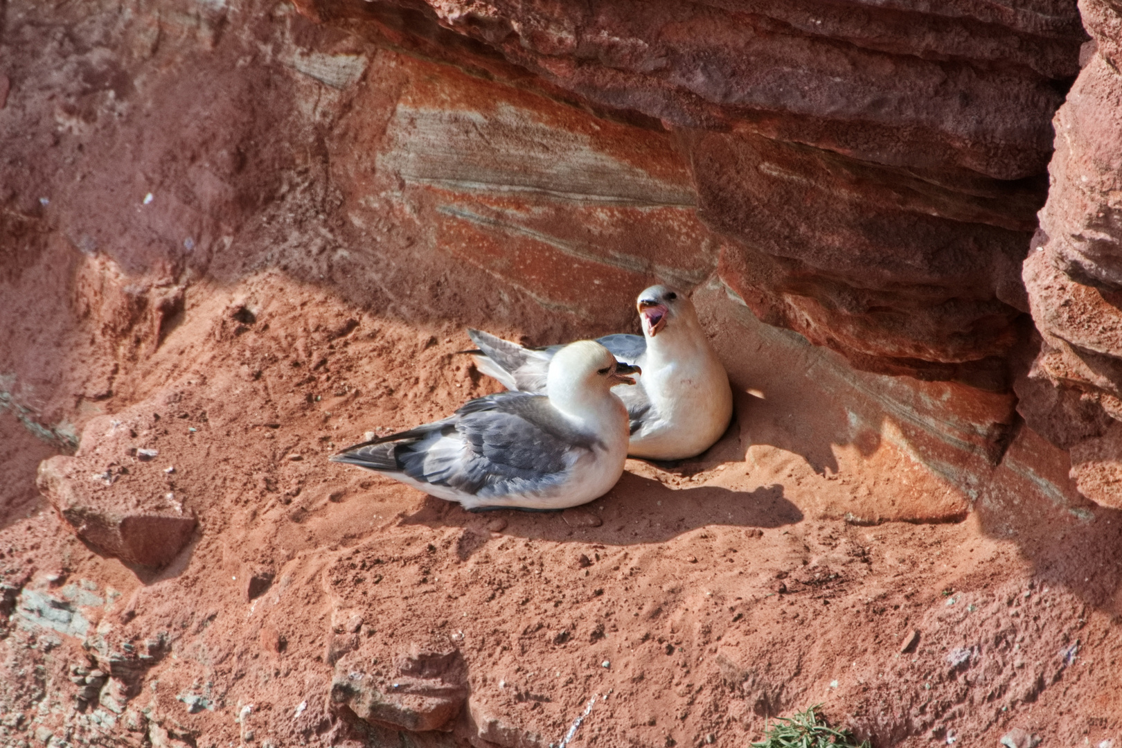 Der Eissturmvogel,