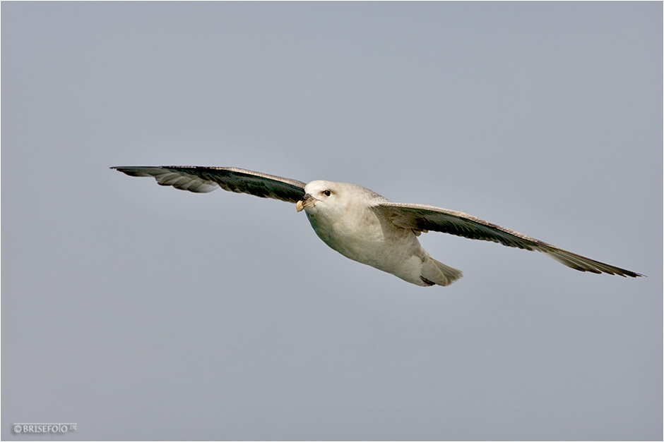 Der Eissturmvogel.....