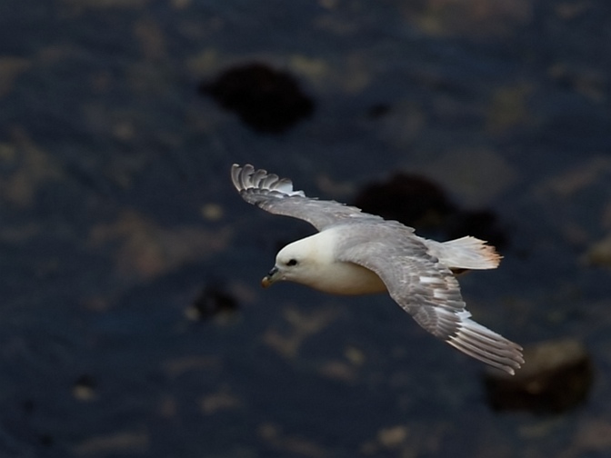 Der Eissturmvogel auf Helgoland