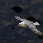 Der Eissturmvogel auf Helgoland