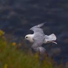 Der Eissturmvogel auf Helgoland