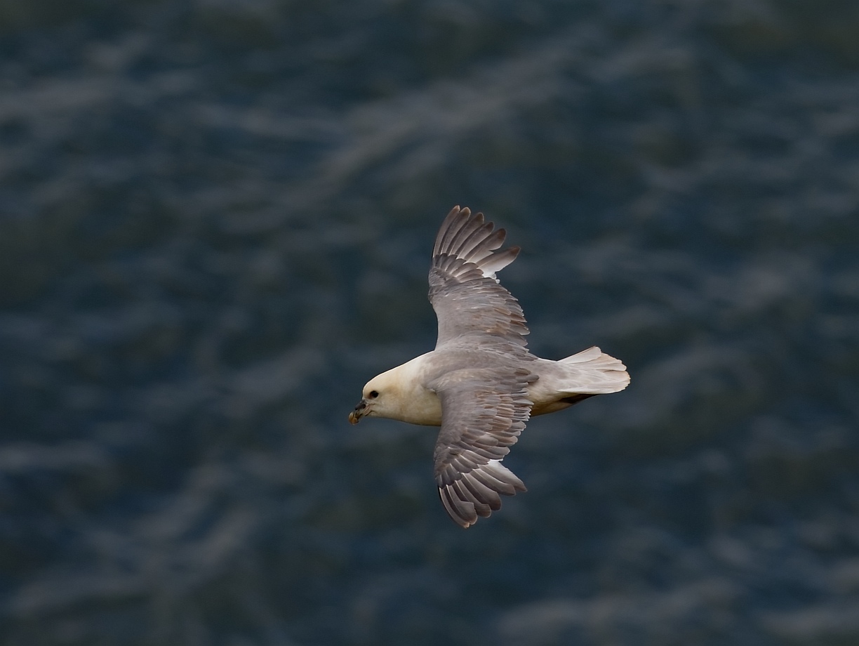 Der Eissturmvogel auf Helgoland