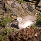 Der Eissturmvogel (Fulmarus glacialis) 