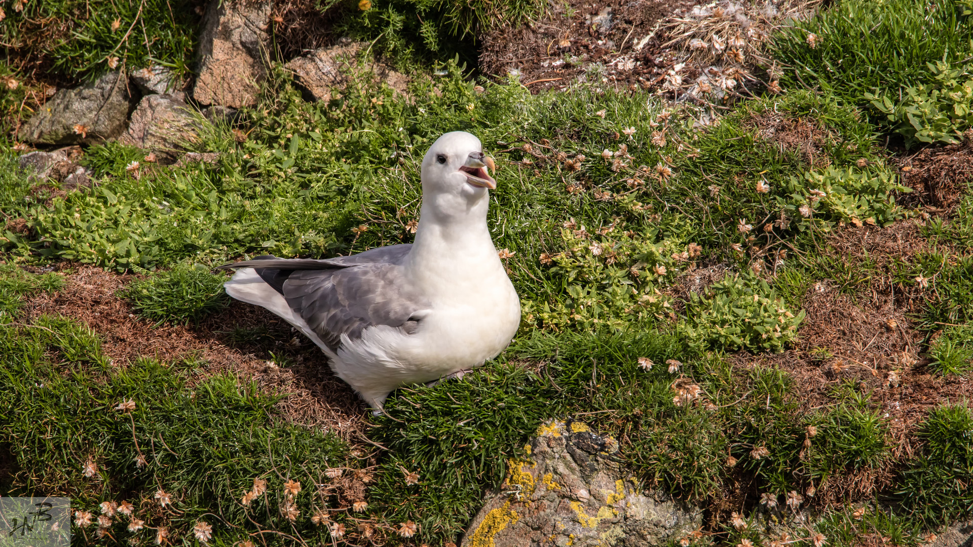 Der Eissturmvogel (Fulmarus glacialis) 