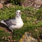 Der Eissturmvogel (Fulmarus glacialis) 