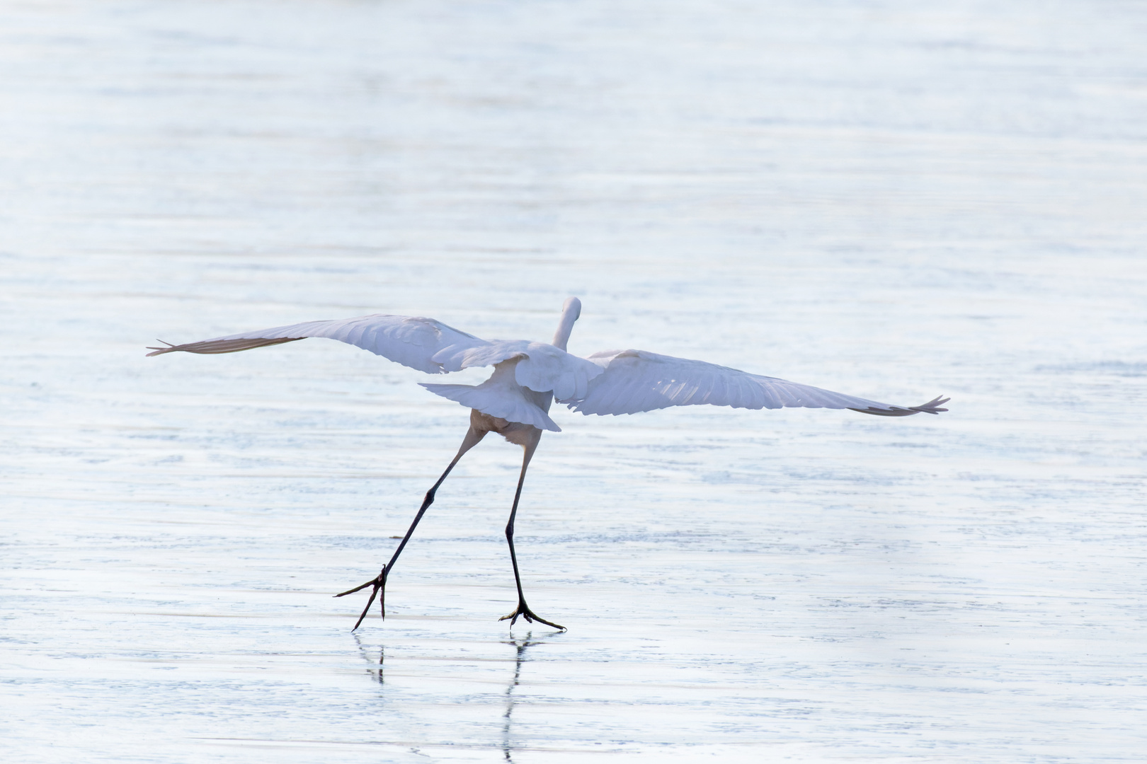 Der Eistänzer - Silberreiher (Ardea alba, Syn.: Casmerodius albus, Egretta alba) 