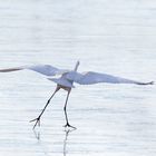 Der Eistänzer - Silberreiher (Ardea alba, Syn.: Casmerodius albus, Egretta alba) 