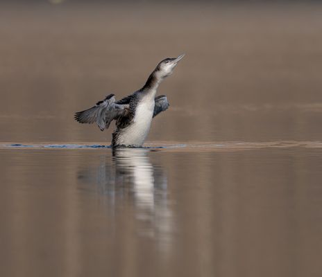 Der Eistaucher im Schlichtkleid