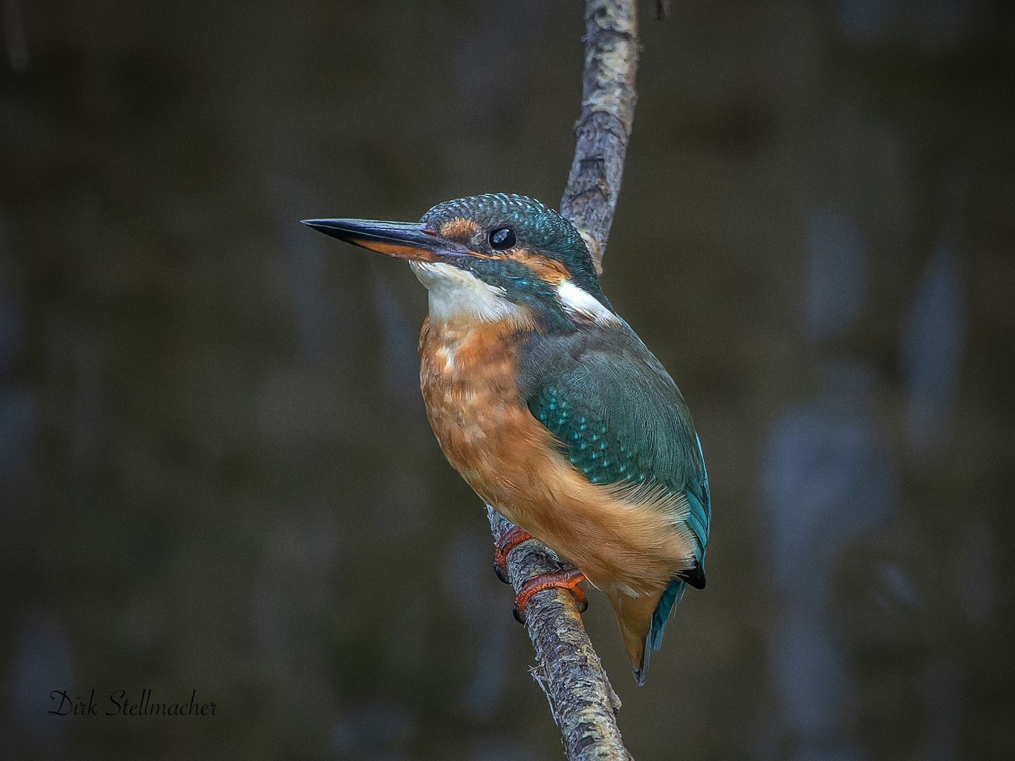 Der Eisvogel 