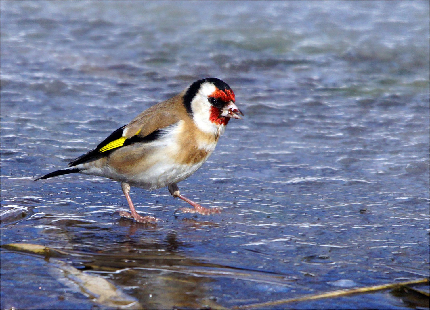 Der "Eisvogel"