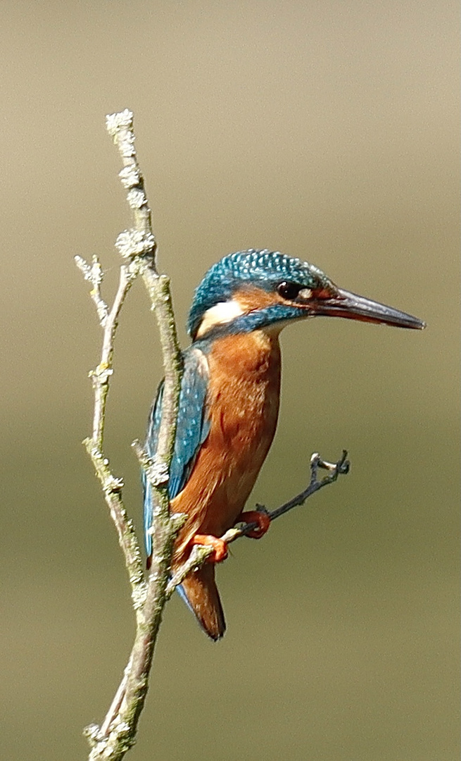 Der Eisvogel 