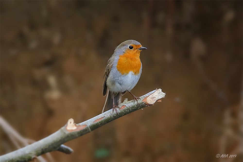 Der Eisvogel ...