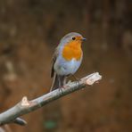 Der Eisvogel ...