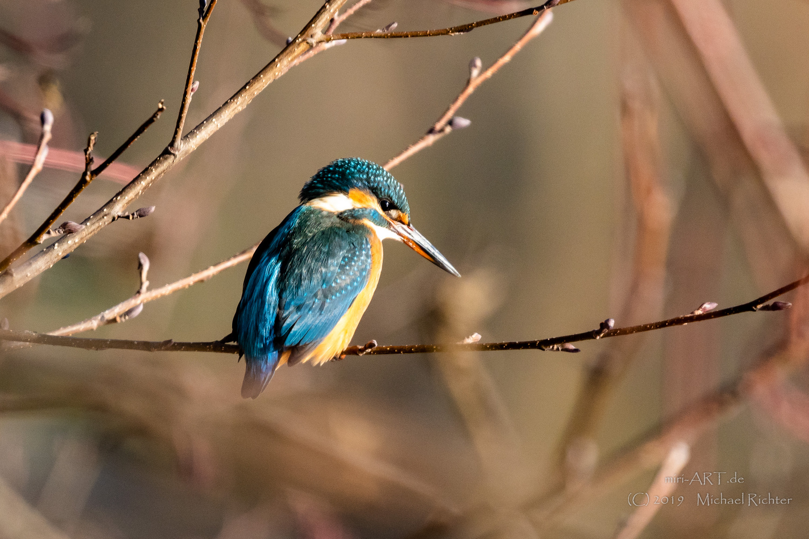 Der Eisvogel