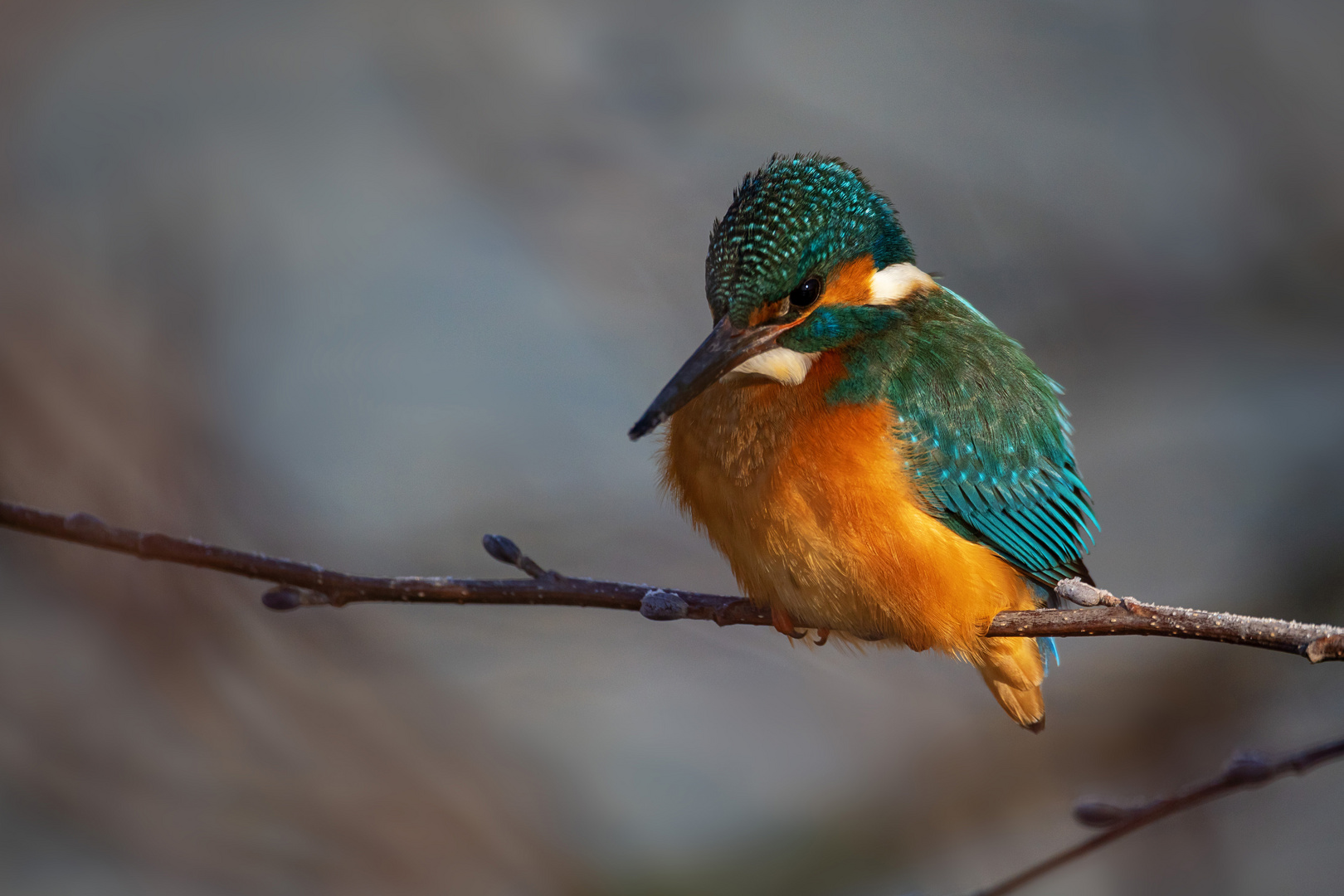 Der Eisvogel