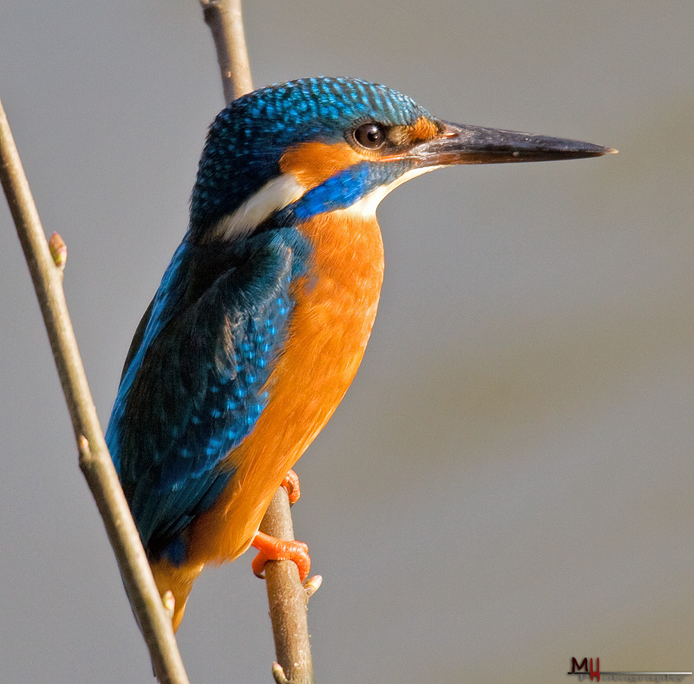 Der Eisvogel Foto & Bild | tiere, wildlife, wild lebende vögel Bilder ...