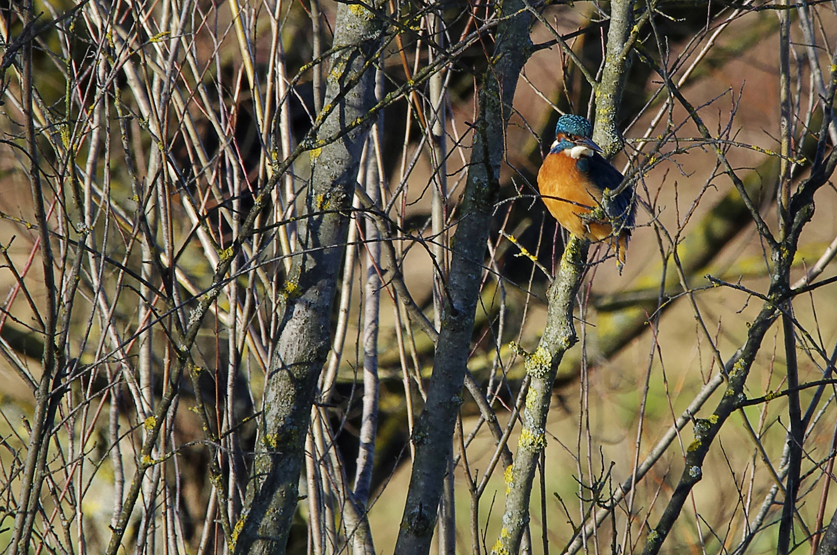 ...der Eisvogel