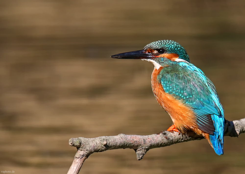 Der Eisvogel