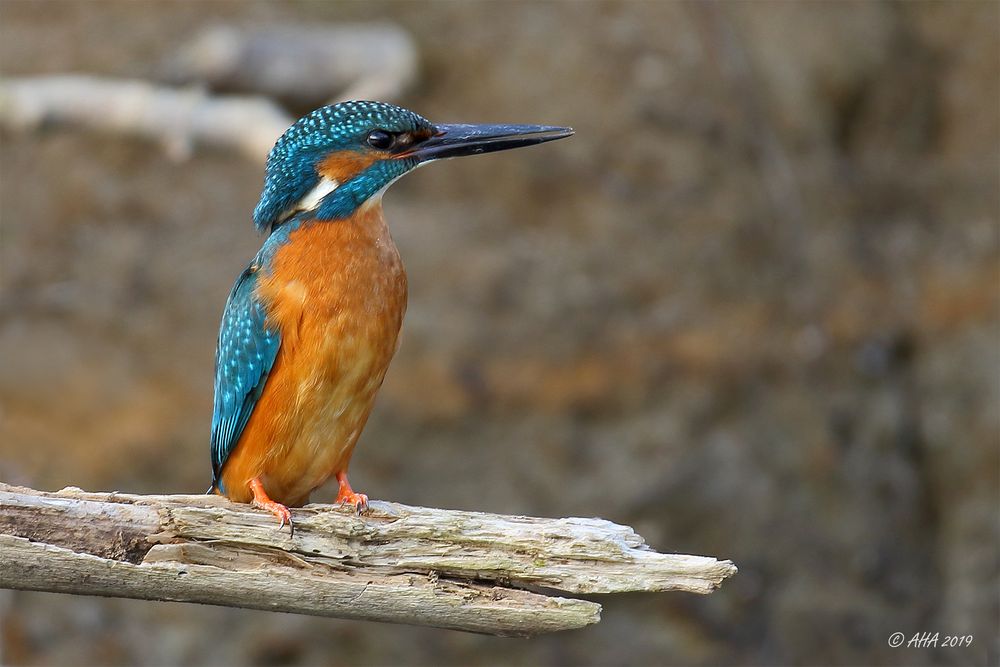 Der Eisvogel ...