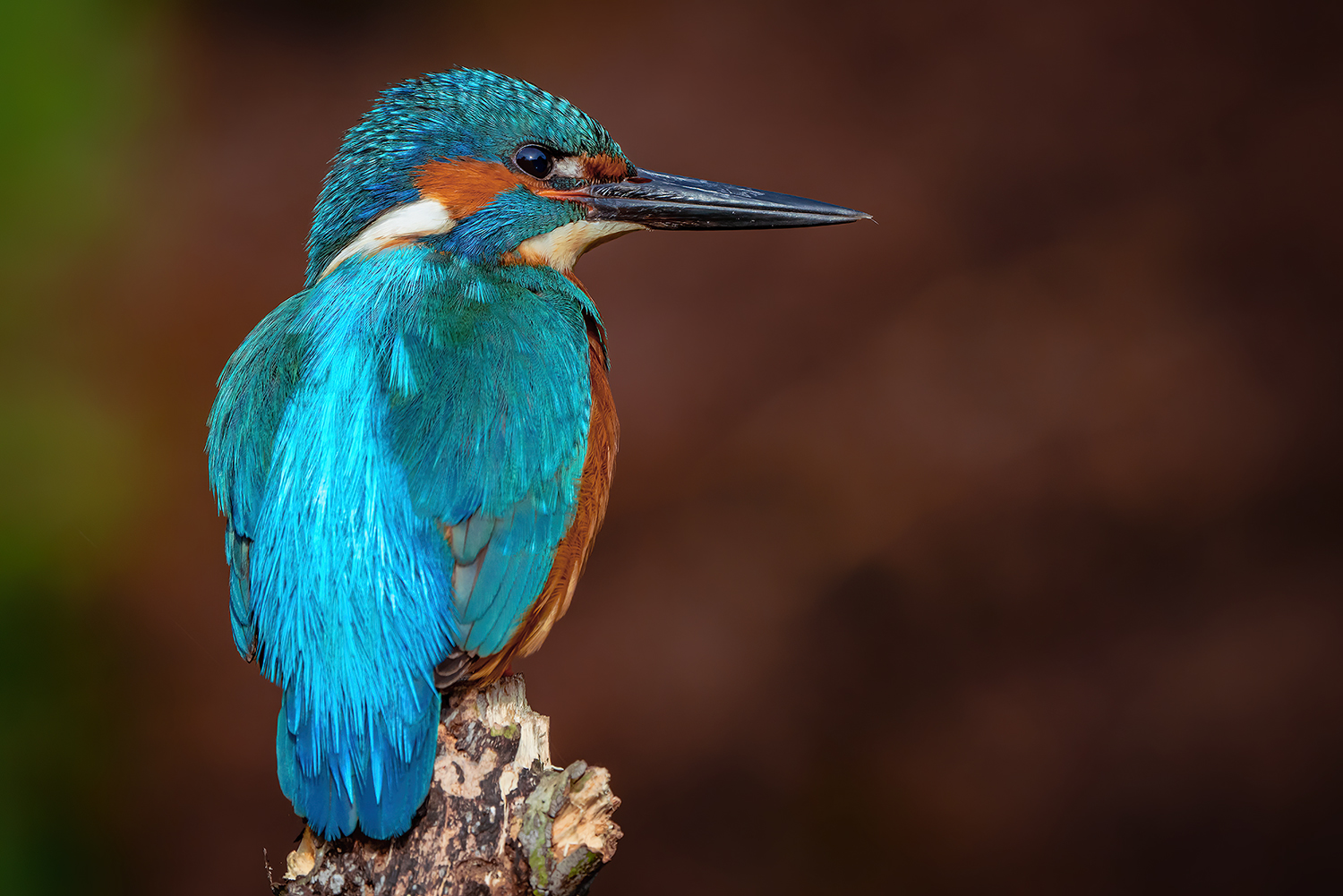 Der Eisvogel... Foto & Bild | tiere, wildlife, wild lebende vögel ...