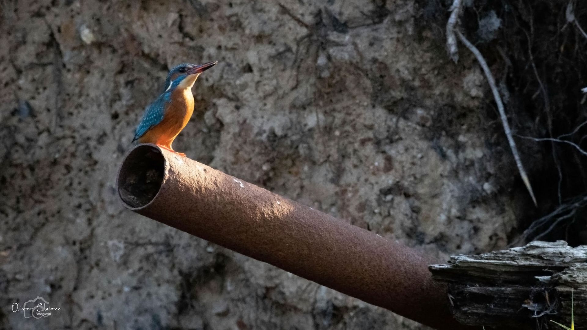 Der Eisvogel