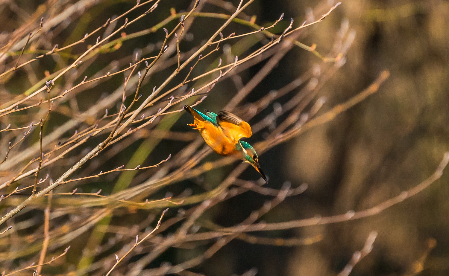 Der Eisvogel