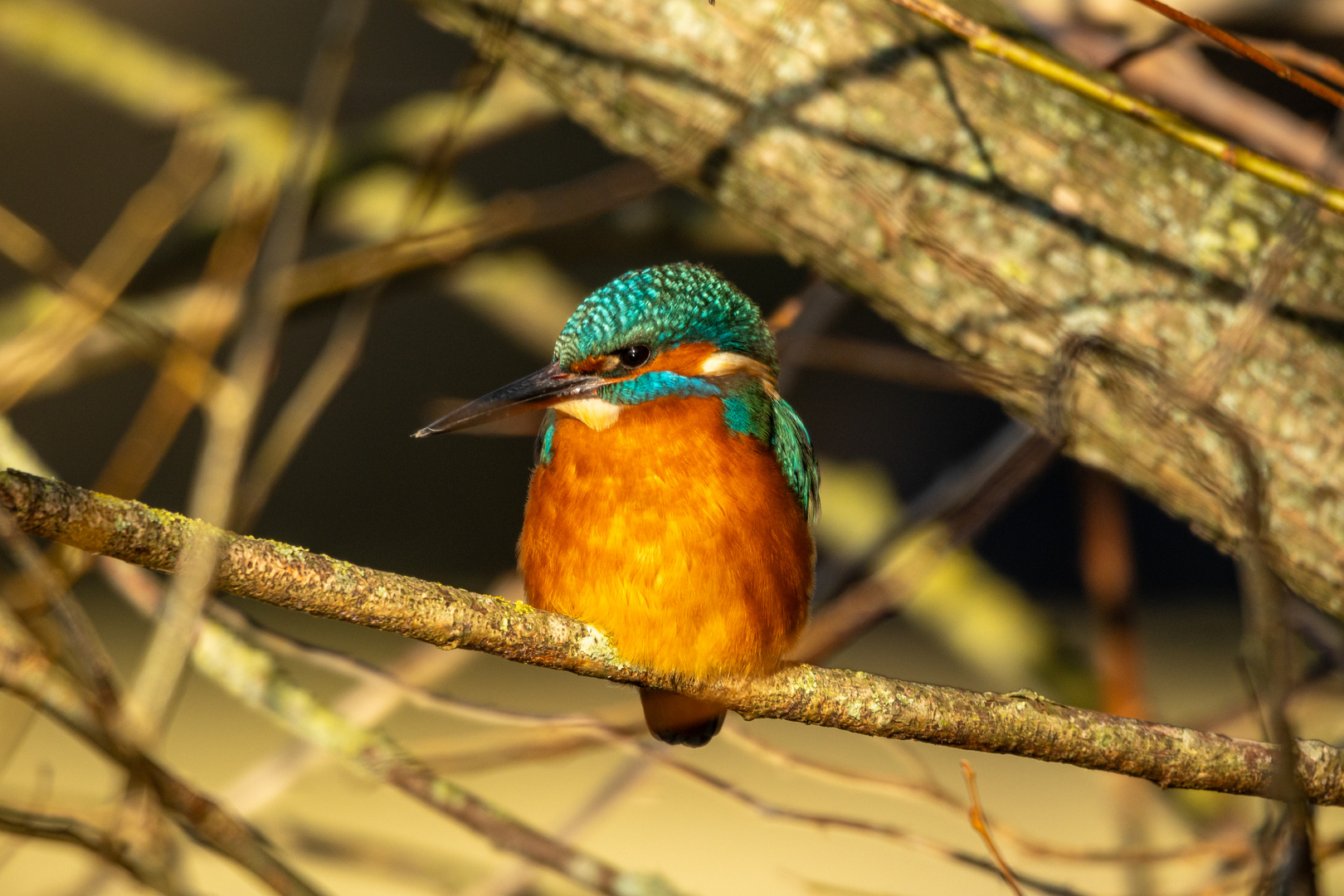 Der Eisvogel.