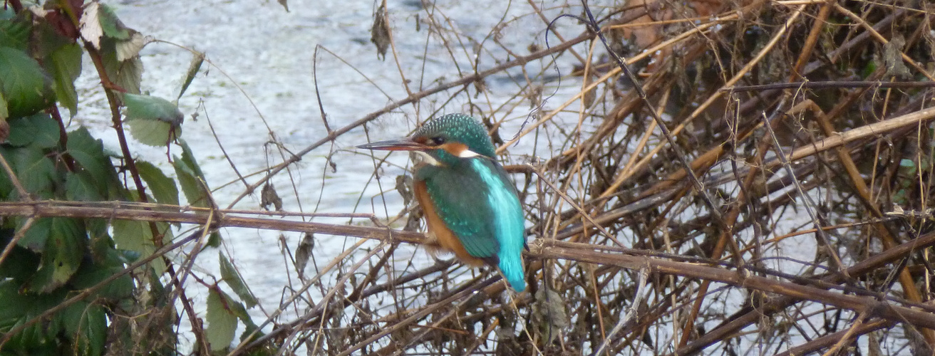 Der Eisvogel...