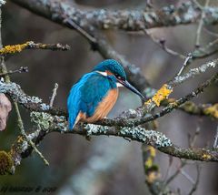 der Eisvogel